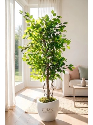 Premium Yapay Yeşil Benjamin Ağacı 150 cm - 32*28.5 Plastik Lale Saksılı