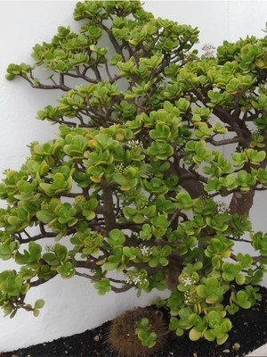 Die Grup Gardenbox Crassula Ovata Yeşim Para Çiçeği, 20-30CM, Ev & Ofis Için Saksılı Sukulent