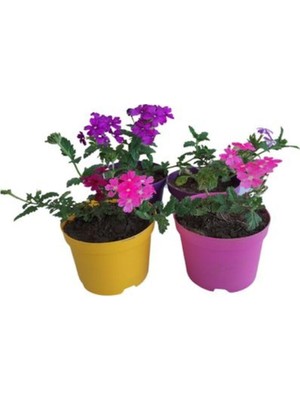 Die Grup Gardenbox 4'lü Set Mini Mine Çiçekli Bodur Bitkiler, 2 Adet Mor 2 Adet Pembe, 5-10 cm