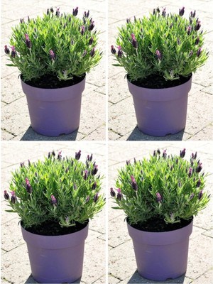 Die Grup Serada Decor & Plant Lavanta Angustifolia Fidanı, 25-30 Cm, 30 Adet Saksılı, Lavender Flower