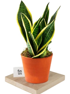 Die Grup Serada Decor & Plant Sansevieria Paşa Kılıcı Peygamber Kılıcı Bitkisi, 30-40 Cm, Turuncu Saksı