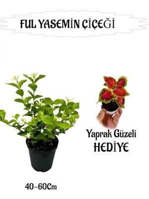 Die Grup Serada Decor & Plant Mis Kokulu Ful Yasemin, Yaprak Güzeli Hediyeli, 40-60 Cm, Peyzaj Seti