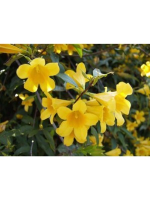Die Grup Nura Botanik Sarı Çiçekli Kokulu Yasemin, 50-100 Cm, Dış Mekan Bitkileri, Jasminum Fruticans