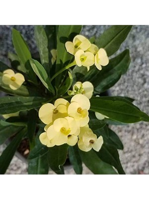 Die Grup Nura Botanik Sarı Renkli Euphorbia (Milli Dikenler Tacı) Çiçeği, 15-25CM Saksılı
