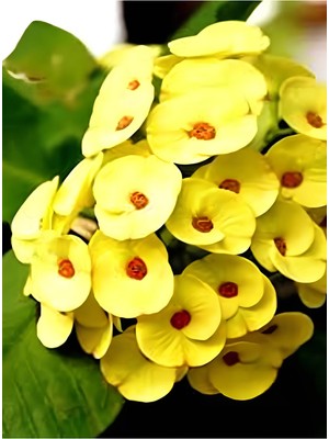 Die Grup Nura Botanik Sarı Renkli Dev Dikenler Tacı Çiçeği, 30-40 cm Saksılı, Euphorbia
