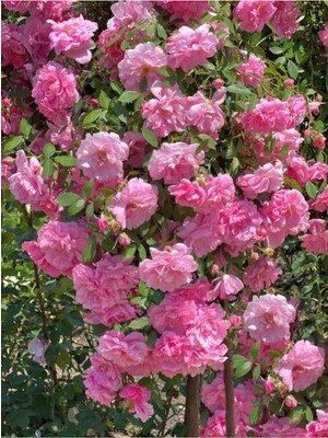 Die Grup Nura Botanik Sarmaşık Gül Pembe Renkli Kokulu, 60-80 Cm, 3 Adet Aşılı Gül