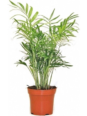 Die Grup Nura Botanik Areka Dağ Palmiyesi, 1 Adet Saksılı, 20-40 Cm, Iç/dış Mekan Bitkisi, Chamaedorea Elegans