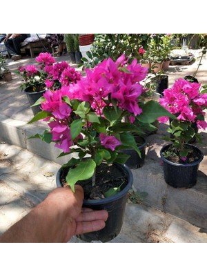 Die Grup Gardenbox Çiçekli Bodur Begonvil, Saksıda Fuşya Renkli, 10-30 cm