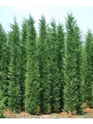 Die Grup Nura Botanik Leylandi Fidanı, 30-70CM, Saksılı Tüplü, Leyland Cypress Sapling