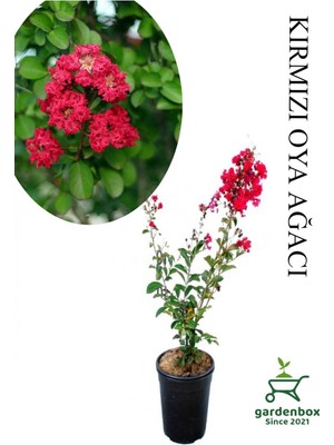 Die Grup Nura Botanik Kırmızı Oya Ağacı Fidanı, Saksılı, 30-60 Cm, Çiçekli Ağaç