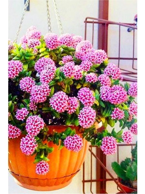 Die Grup Gardenbox Loya Hoya Çiçeği Springtime Uzayan Sarkan Cins Minik 5.5cm