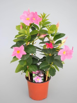 Die Grup Gardenbox Pembe Mandevilla Sandavilla Sarmaşık Bitkisi, 30-60 Cm, Saksıda, Canlı Renkli Çiçekli