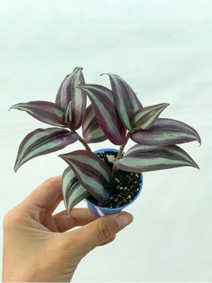 Die Grup Nura Botanik Bordo Telgraf Çiçeği, 5.5 cm Saksıda