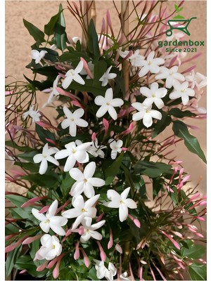 Die Grup Nura Botanik Mis Kokulu Klasik Yasemin Çiçeği, 1 Adet Saksılı, 30-60 Cm, Jasminum