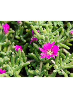 Die Grup Serada Decor & Plant Pembe Acem Halısı Çiçeği, 5-15 cm Tüplü, Drosanthemum Floribundum
