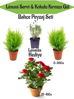 Die Grup Serada Decor & Plant Bahçe Seti, 2 Adet Limoni Servi Fidanı, 1 Adet Kırmızı Gül Fidanı, Hediye Lavanta