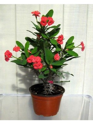 Die Grup Gardenbox Kırmızı Euphorbia Dikenler Tacı Çiçeği, 15-30CM Saksılı