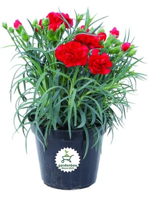 Die Grup Nura Botanik Dolgun Formlu Kırmızı Karanfil Çiçeği, 15-25 Cm, Red Dianthus