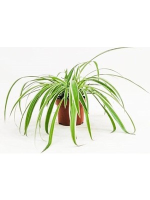 Die Grup Gardenbox Büyük Boy Kurdele Çiçeği Chlorophytum Comosum Variegatum