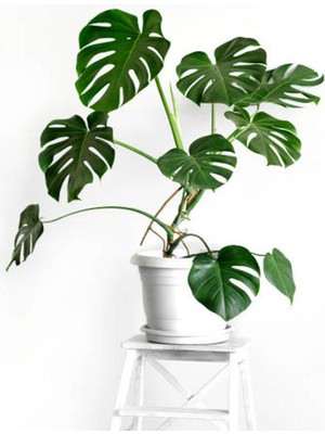 Die Grup Nura Botanik Monstera Deliciosa, 1 Adet Saksılı, 40-60 Cm, Yeşil