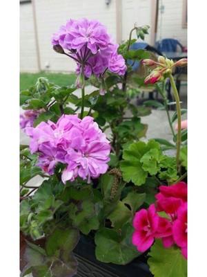 Die Grup Nura Botanik Lila Sardunya Çiçeği, 10-20 Cm, Potted Lilac Geranium Flower