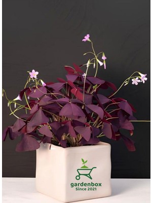 Die Grup Süs Yoncası Mor Yapraklı Yonca Çiçeği 1 Adet 20-30 cm (Oxalis Triangularis)