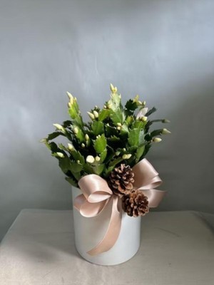 Die Grup Nura Botanik Beyaz Yılbaşı Çiçeği Fidanı, 20-30 cm Saksılı, White Zygocactus