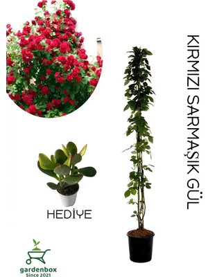 Die Grup Nura Botanik Kırmızı Sarmaşık Gül Fidanı Saksılı Tüplü 60-80 Cm, Yeşim Para Çiçeği Hediye Seti