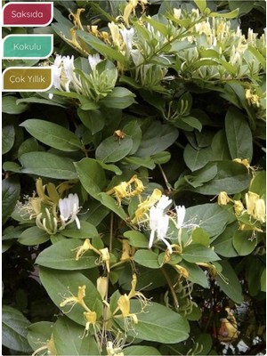 Die Grup Serada Decor & Plant Hanımeli Fidanı, Lonicera Caprifolium, 80-100 Cm, Saksıda, Kokulu Sarmaşık