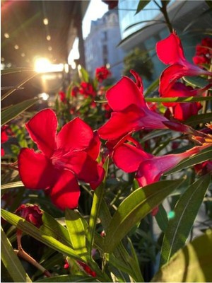 Die Grup Nura Botanik Kırmızı Zakkum Çiçeği, 1 Adet, 30-60CM, Çok Yıllık Dış Mekan Bitkisi, Nerium Oleander