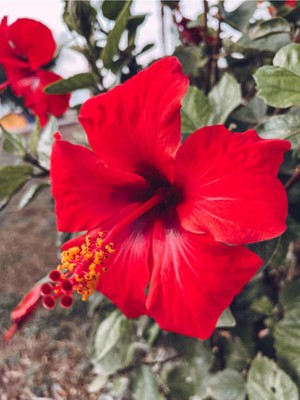 Die Grup Gardenbox Kırmızı Japon Gülü, 30-50 Cm, 1 Adet Saksılı Çiçekli Bodur Bitki, Hibiscus Rosa-Sinensis