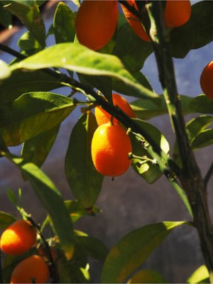 Die Grup Nura Botanik Kumquat Fidanı, 60-120 Cm, Saksılı, Meyveli Balkon Bitkisi, Çok Renkli