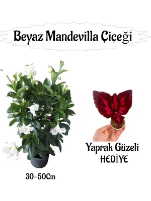 Die Grup Bitkim Sende Beyaz Mandevilla Çiçeği Saksılı, 30-50CM, Yaprak Güzeli Hediyeli Peyzaj Seti