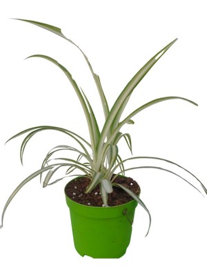 Die Grup Gardenbox Mini Kudele (5-10 Cm) Saksılı Salon Bitkisi