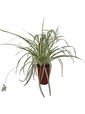 Die Grup Nura Botanik Kurdele Çiçeği, 20-30 Cm, 1 Adet Saksılı Iç/dış Mekan Bitkisi