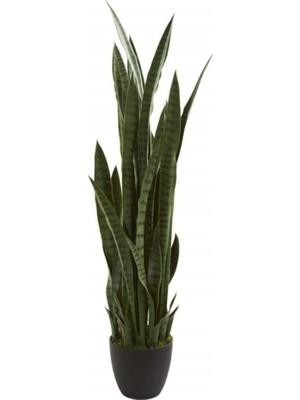 Die Grup Gardenbox Kılıç Çiçeği Paşa Kılıcı 40-60CM, Ev Bitkisi, Ofis Bitkisi, Salon Bitkisi, 3 Köklü