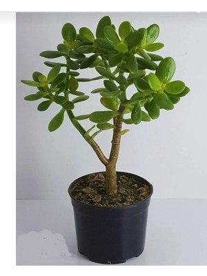 Die Grup Nura Botanik Bonsai Crassula Ovata Para Ağacı, Çiçekli Bodur Bitki