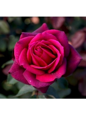 Die Grup Nura Botanik Fuji Rose Kokulu Aşılı Gül, 30-60 Cm, Saksılı, 2 Adet, Pembe