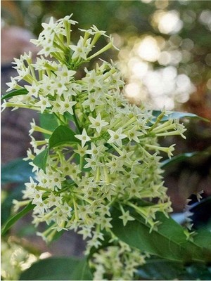 Die Grup Bitkim Sende Mis Kokulu Melisa Çiçeği Fidanı, Saksılı, 50-110CM, Lemon Balm