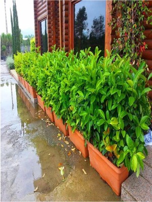 Die Grup Nura Botanik Kartopu Çit Bitkisi, 30-60 Cm, 5 Adet Saksılı, Viburnum Lucidum, Dış Mekan Süs Bitkisi