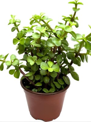 Die Grup Gardenbox Yeşim Para Çiçeği (Portulacaria Afra) 20-30 cm Saksılı Yenilebilir Ofis Bitkisi