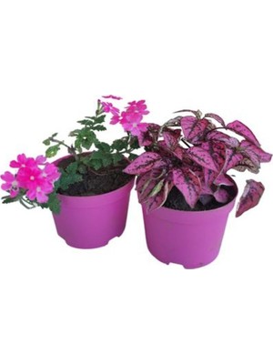 Die Grup Gardenbox 2'li Mini Set Pembe Hostes Çiçeği + Pembe Mine Çiçeği