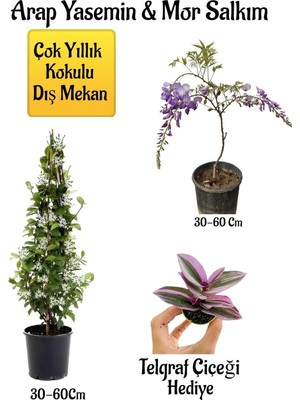 Die Grup Nura Botanik Kokulu Arap Yasemin Çiçeği, Mor Salkım Ağacı Fidanı, Telgraf Çiçeği Hediyeli Peyzaj Seti, 30-60 cm