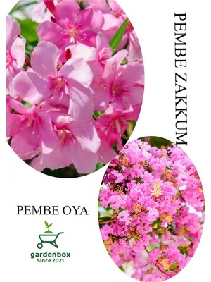 Die Grup Nura Botanik Pembe Zakkum Fidanı, Pembe Oya Ağacı, Saksılı, 30-60CM, Çok Renkli, 1 Adet