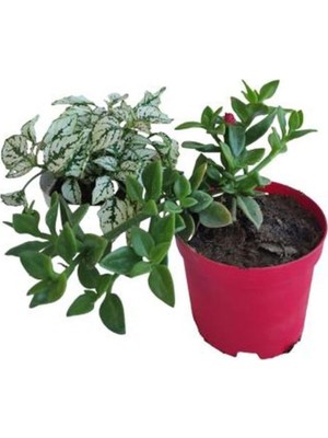 Die Grup Gardenbox 2'li Mini Set Beyaz Hostes Çiçeği + Kırmızı Buz Çiçeği