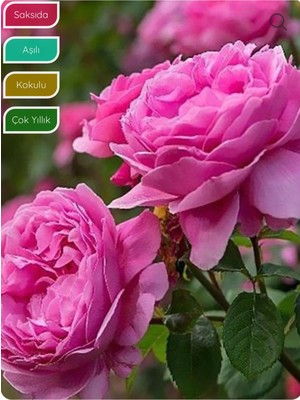 Die Grup Bitkim Sende Isparta Gülü Fidanı, Aşılı Rosa × Damascena, Saksıda, Katmerli, Yoğun Kokulu