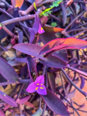 Die Grup Nura Botanik Mor Telgraf Çiçeği Kara Sevda, 20-40 Cm, Saksılı, Iç Dış Mekan Bitkisi, Tradescantia