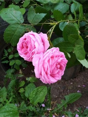 Die Grup Gardenbox Pembe Yediveren Gül, 25-35 Cm, Saksıda Aşılı Gül Fidanı