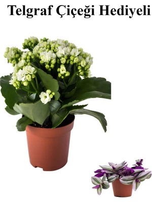Die Grup Nura Botanik Hediyelik Beyaz Kalanşo (Kalanchoe) Çiçeği, Kurdele Hediyeli