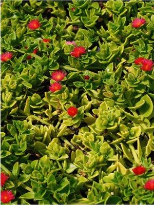 Die Grup Gardenbox Buz Çiçeği Fidesi, 10'lu Set, 5-10 cm Tüplü, Kırmızı Çiçekli Bodur Bitkiler, Mesembryanthemum